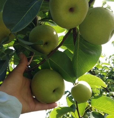 [梨批发]夏雪梨价格0.60元/斤 - 一亩田