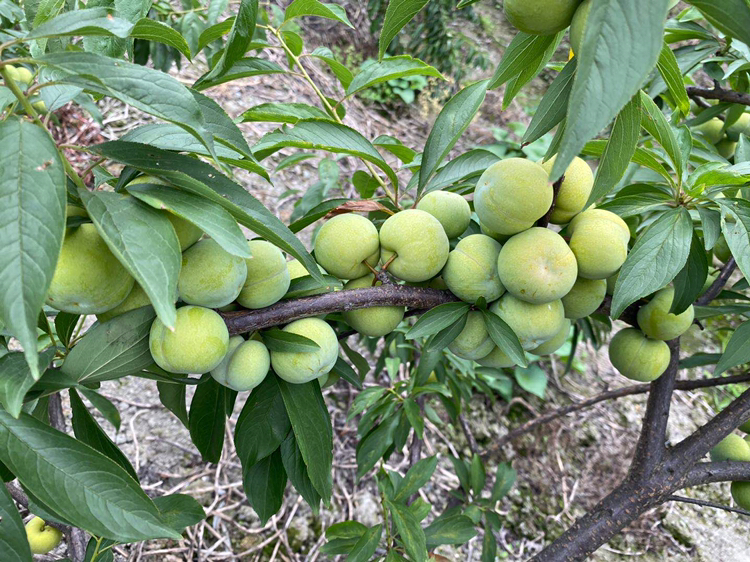 蜂糖李果形与果蒂对比图
