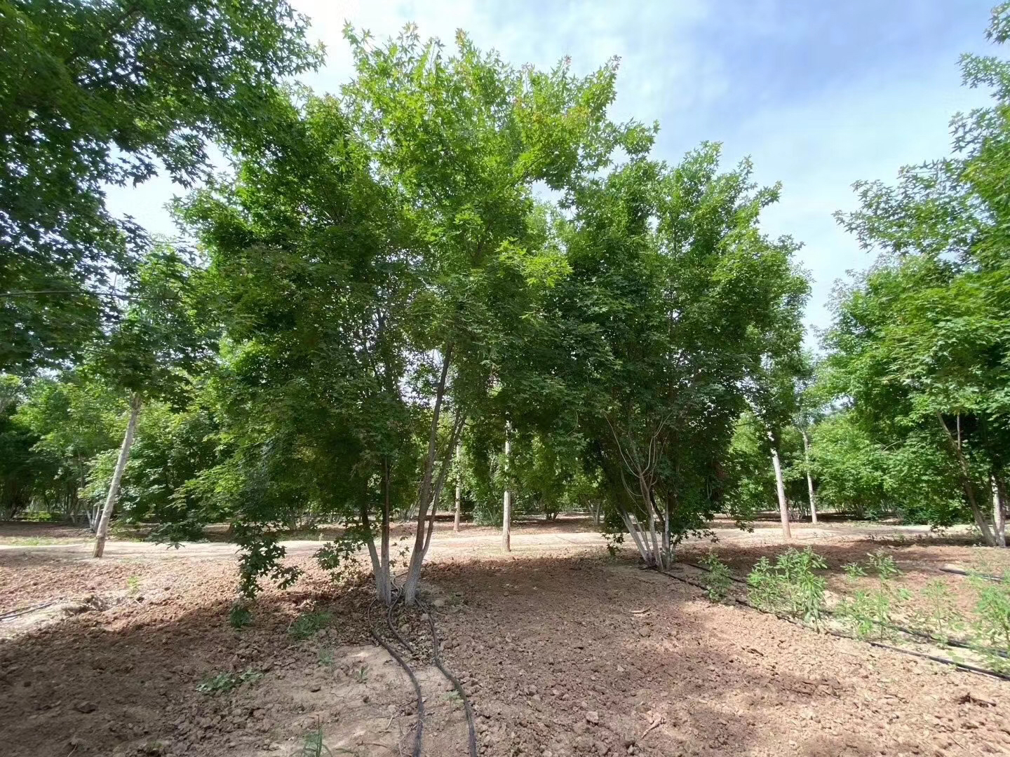 五角枫理想栽植位置示意图