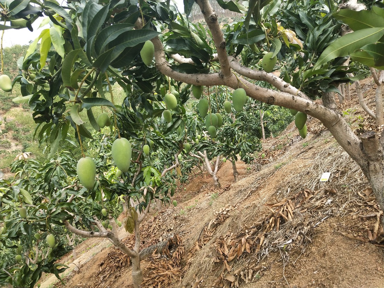 老树小台芒果园全景