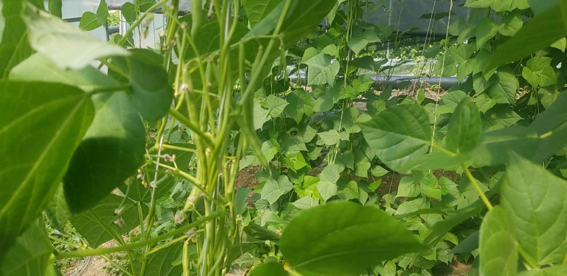 四季豆植株在阳光下的生长状态