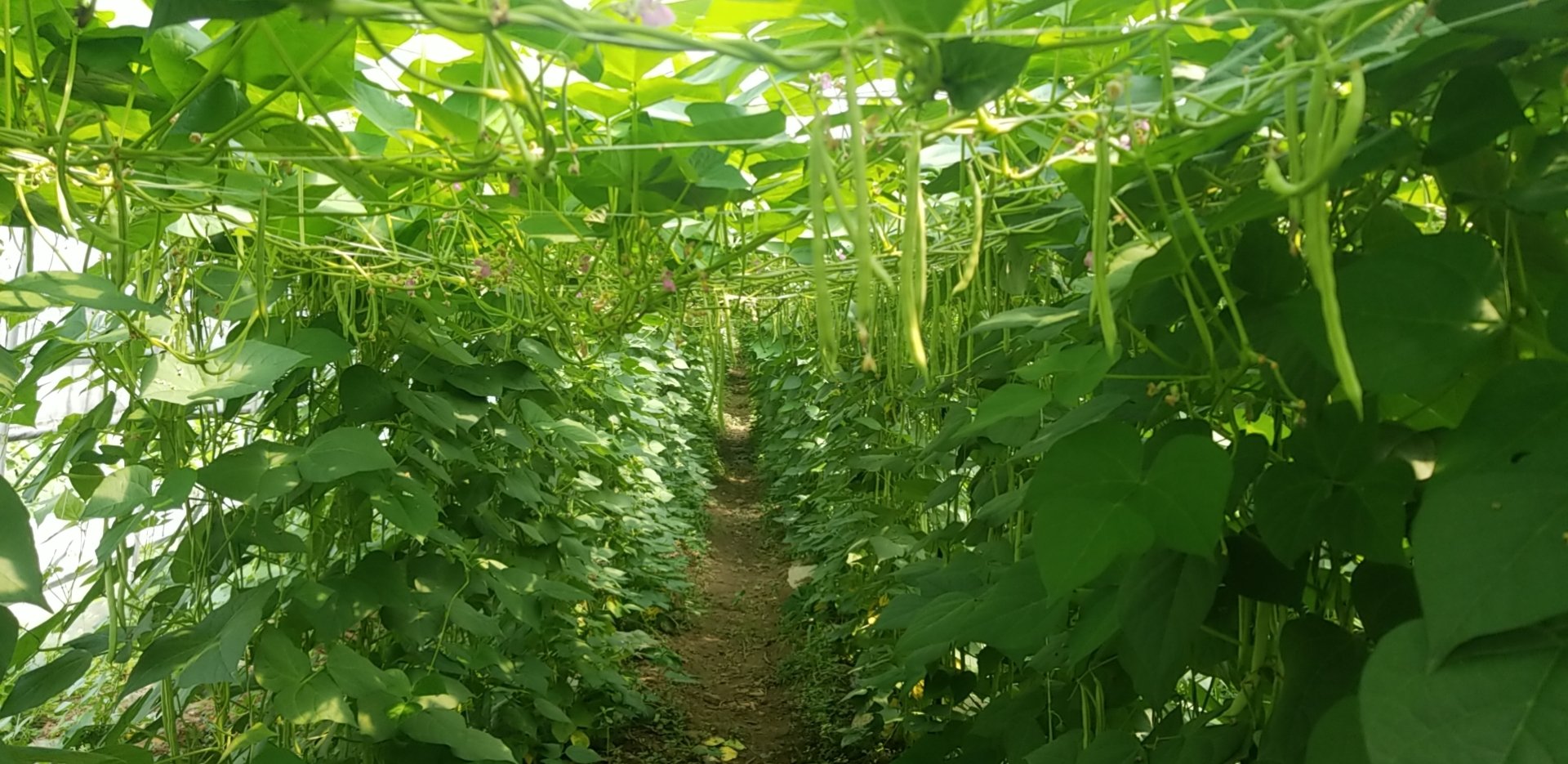 四季豆植株特写