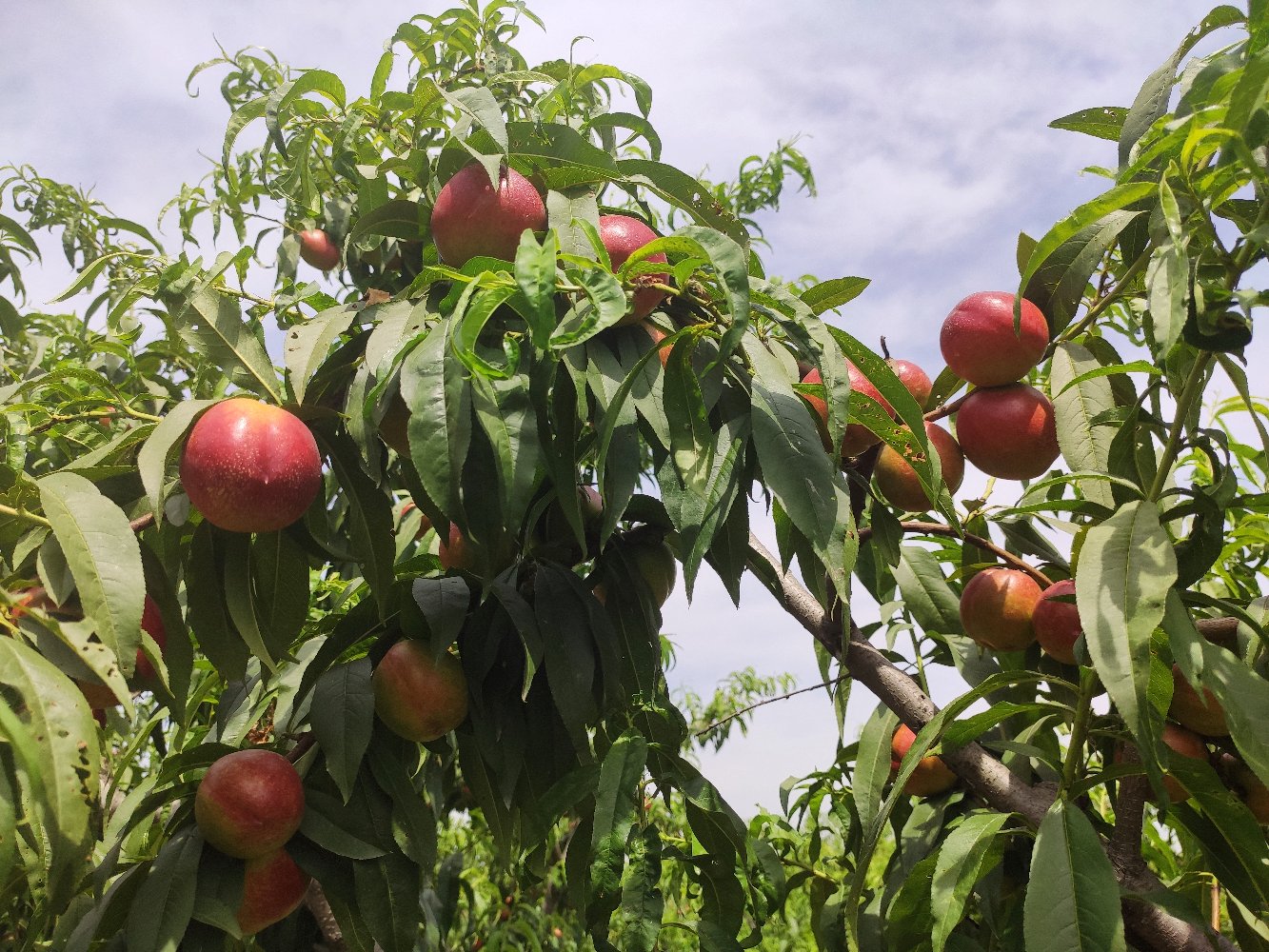 枣油桃一号果园实景