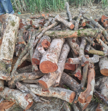 [批发]龙眼木原木价格500.00元/吨 - 一亩田