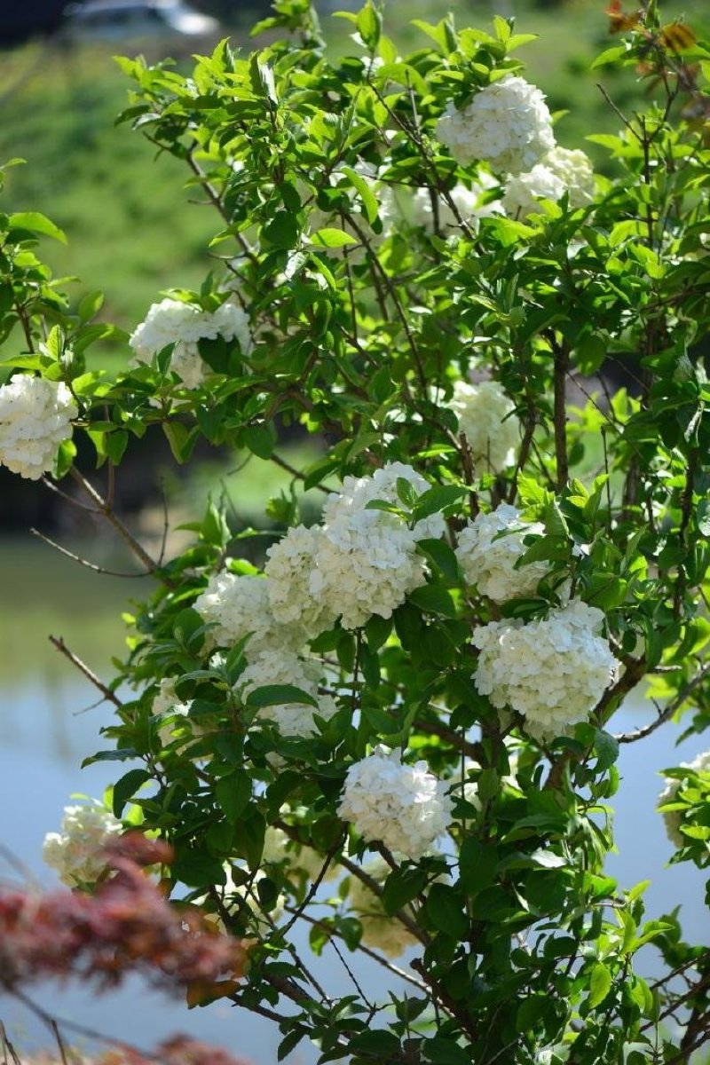 木绣球中华木绣球麻球大花绣球盆栽庭院植物