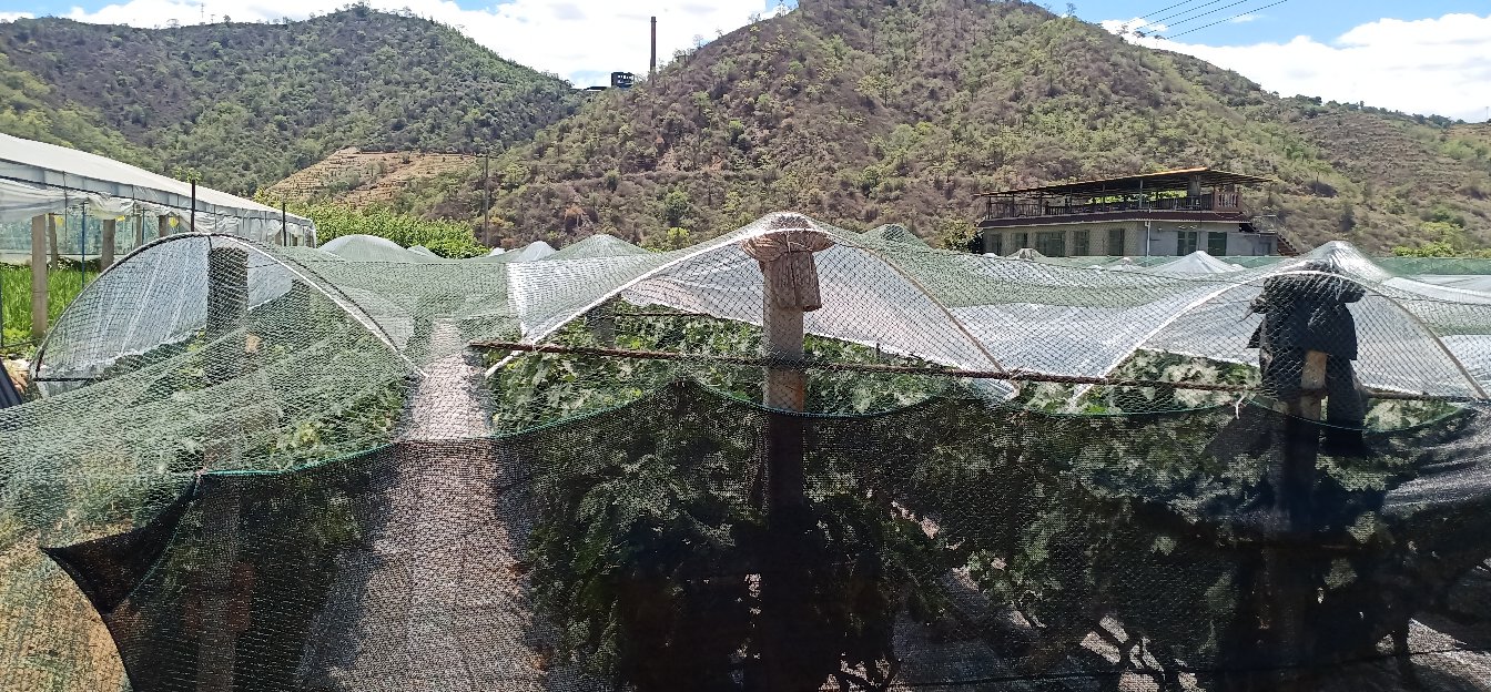 青提种植园航拍图