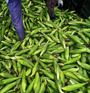 [糯玉米批发]糯玉米价格0.90元/斤 - 一亩田