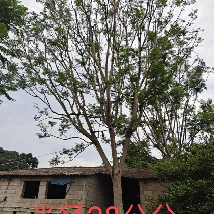 福建漳州漳浦县蓝花楹价格行情走势 - 一亩田