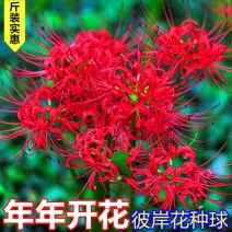 彼岸花种球红花石蒜种子种球曼陀罗种子曼珠沙华水仙种球