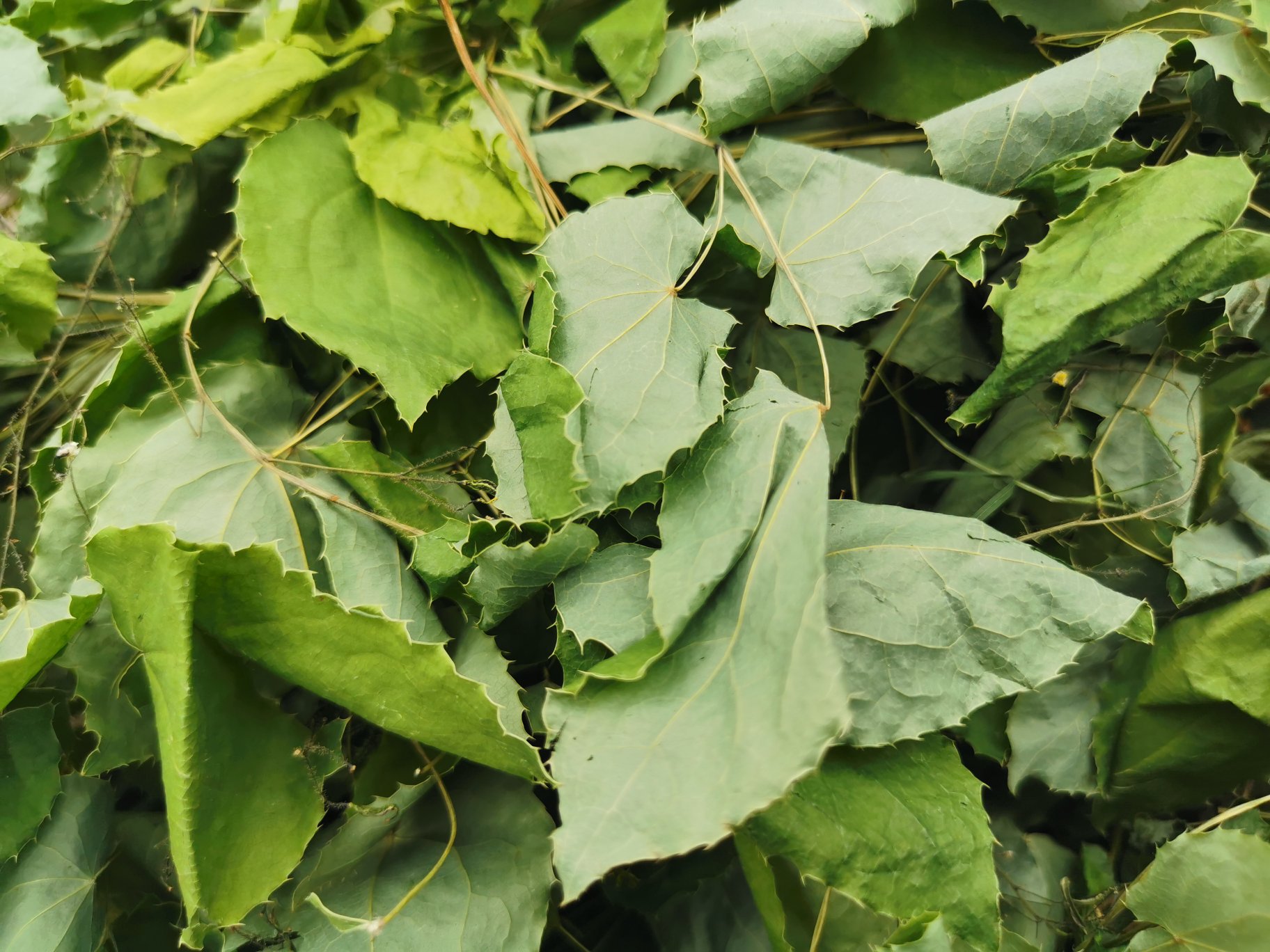 淫羊藿与熟地黄中药材特写