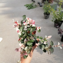 出售花叶络石杯苗高度20冠幅20成都货源花叶络石