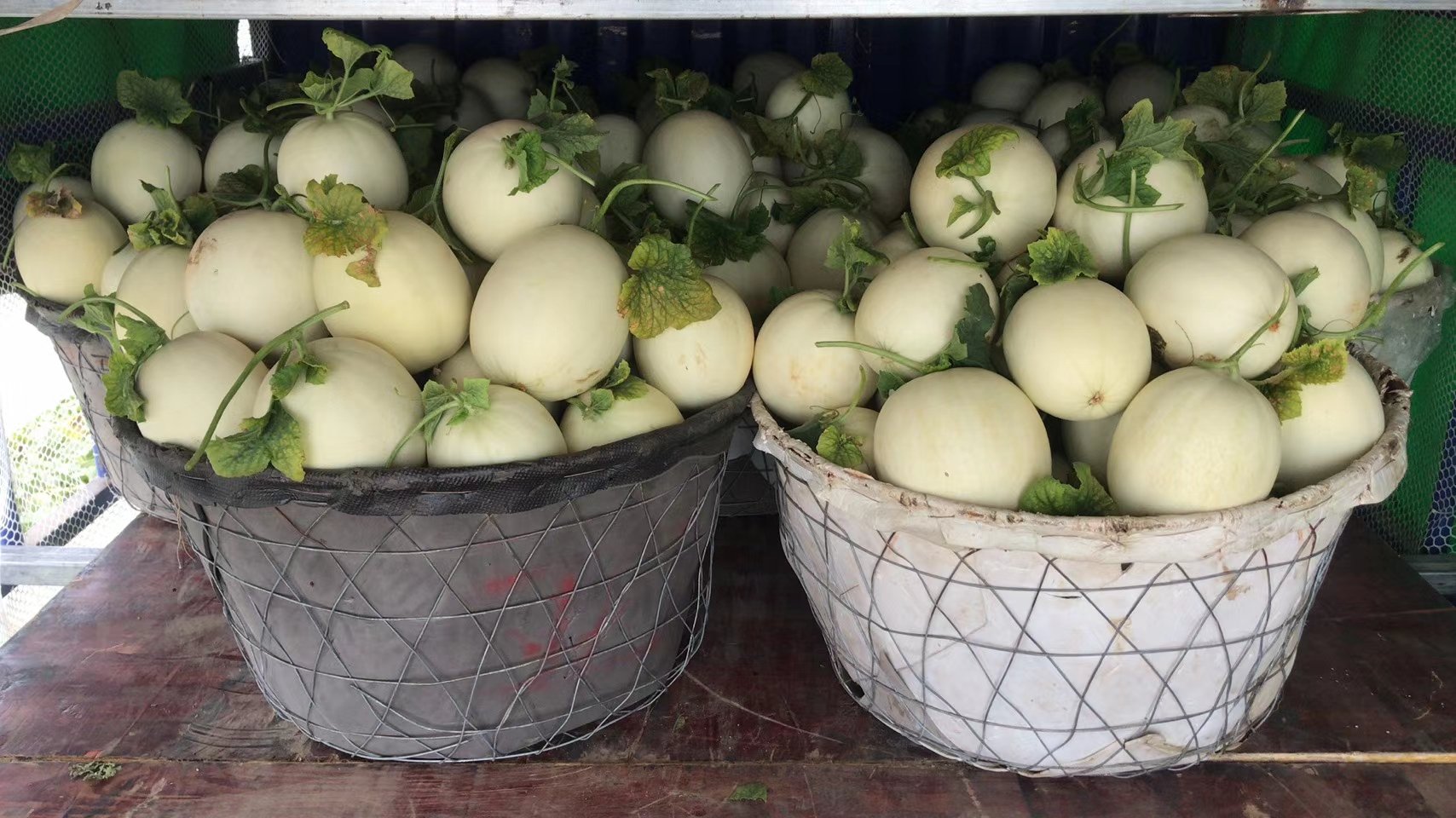 一个竹编篮子里盛放着5-6个大小相近的青绿色甜瓜,瓜体表面带有自然光泽,部分带有细密网纹,背景为绿色农田与阳光洒落的光影,体现原生态、新鲜采摘的农业场景 一篮新鲜采摘的青色甜瓜摆放在田园场景中