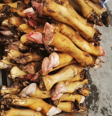 内蒙古锡林郭勒草原黄牛蹄火燎牛蹄洗的特干净质量保证