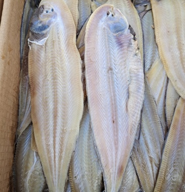 渤海湾鳎米鱼也叫龙利鱼没有碎刺口感非常好有大量现货