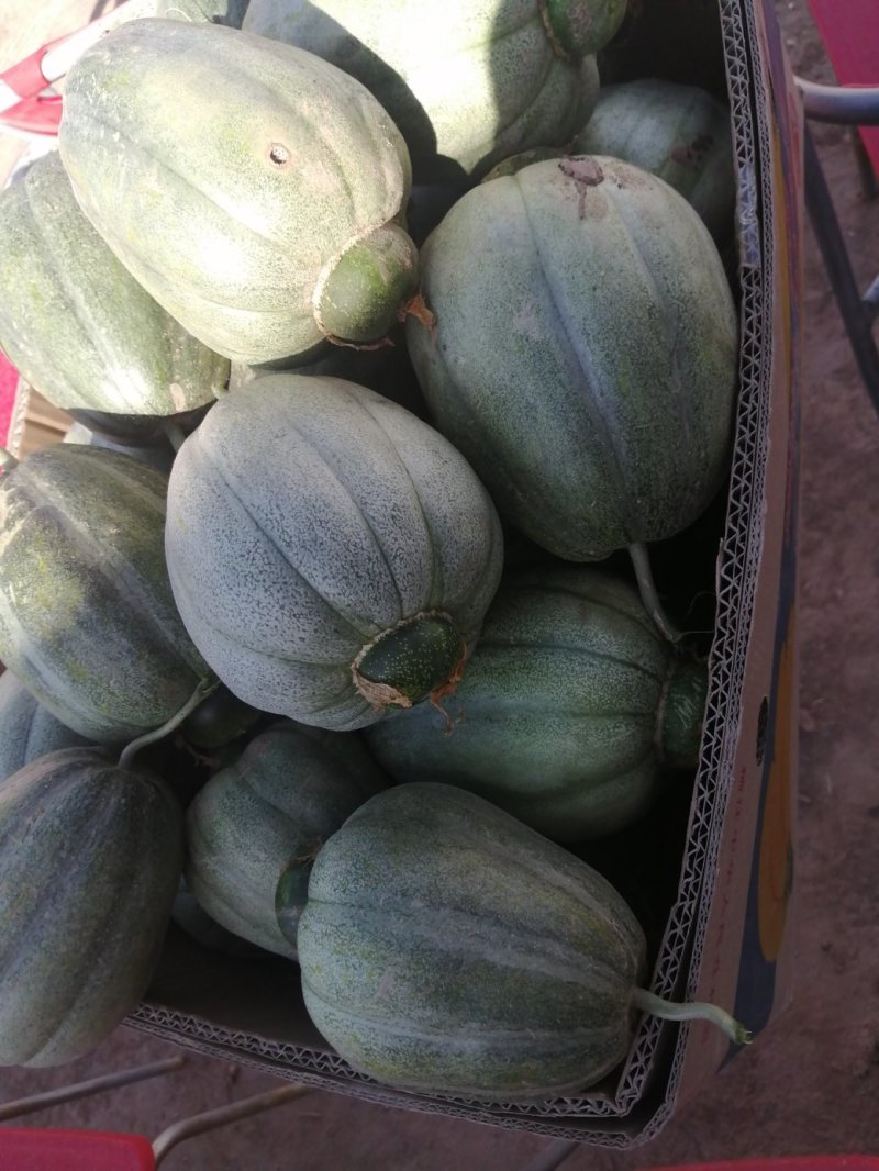 天赋河套,巴盟香瓜