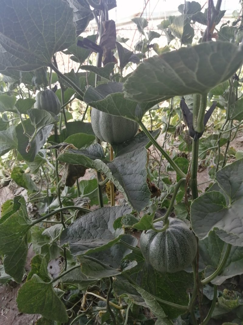 天赋河套,巴盟香瓜