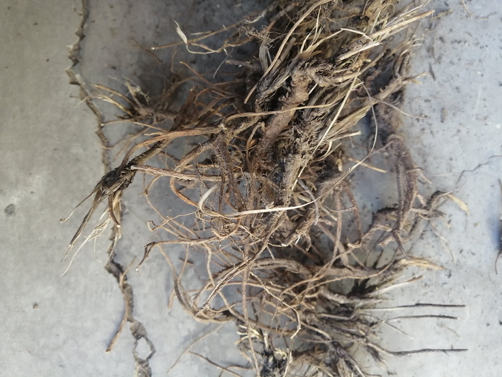 北柴胡药材特写图