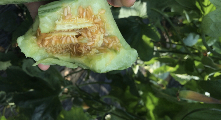 香瓜切开展示果肉与羊角蜜对比