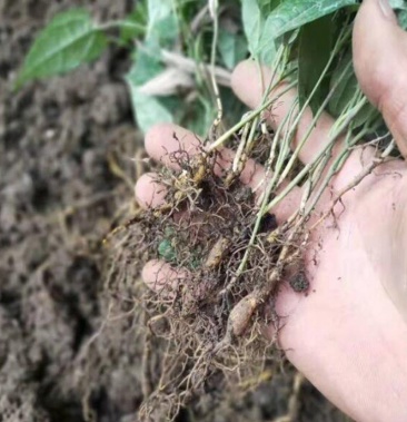 金果榄种苗籽育杯苗