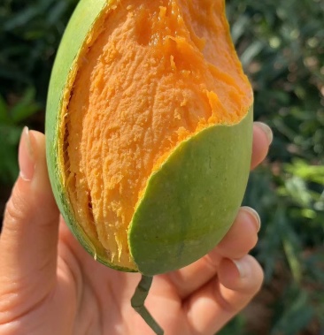 云南永德鸡蛋芒椰香芒电商供货