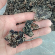 木耳疙瘩次品木耳药厂用次品