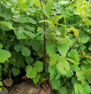 野生榛子苗 东北榛子苗 果实大 产量高 实地看苗订购