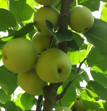 自家种植的夏雪梨上市了汁多细腻化渣超甜望采购