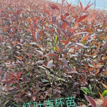 红叶李容器苗彩叶绿篱苗密枝红叶李实地看苗订购