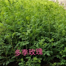 多季刺玫四季玫瑰容器苗耐寒花灌木实地看苗订购