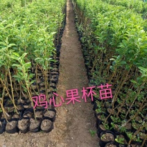 鸡心果容器苗锦绣海棠树苗矮化鸡心果耐寒果树