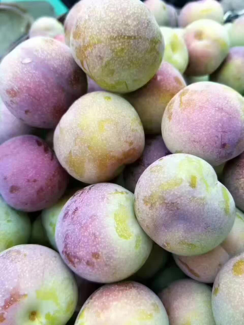 四川省屏山茵红李李子脆甜可口