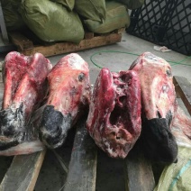 驴肉欢迎选购优质驴肉马肉驴板肠等