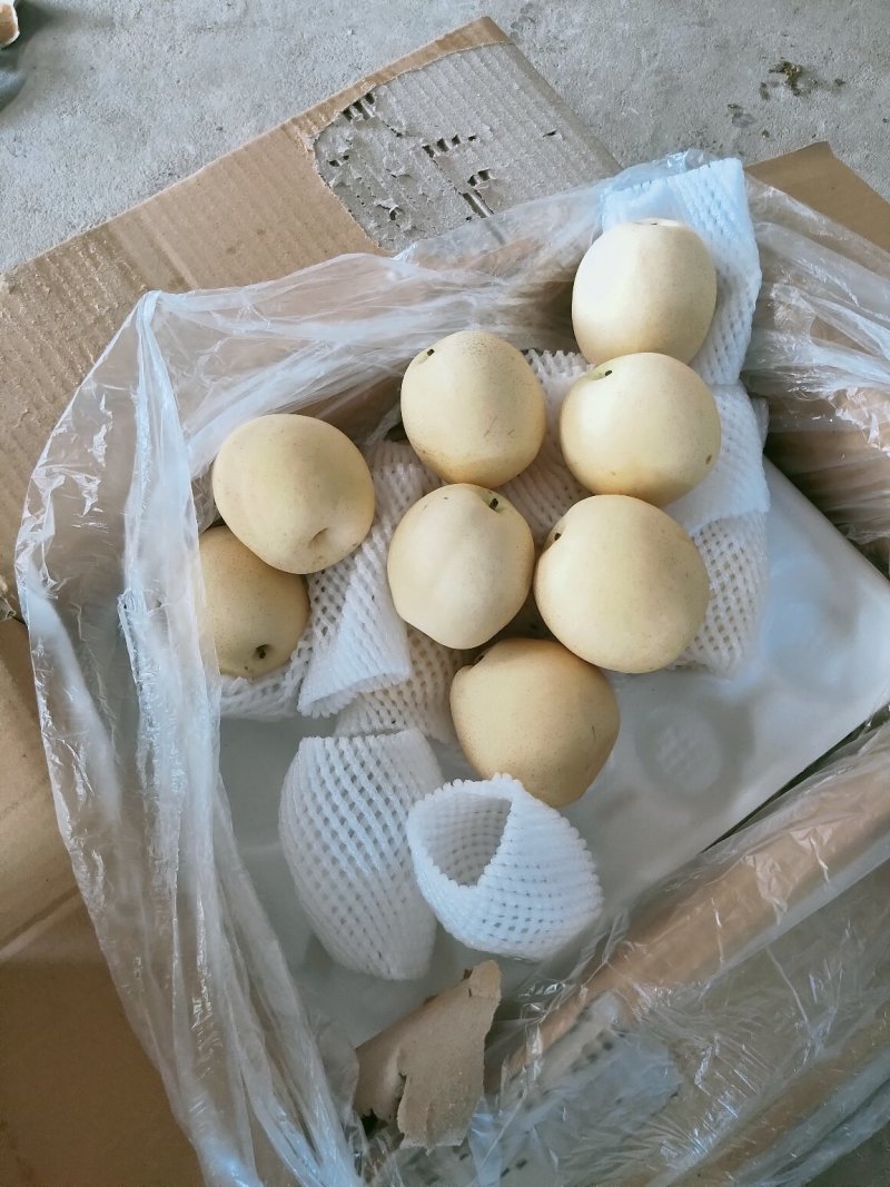 精品皇冠梨 纸箱 250~300g河北雪梨水晶梨