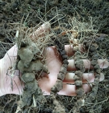 纯野生 条形朱砂点北苍术 品种好,可移植