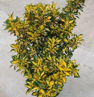 [黄杨批发]变种金心黄杨价格1000.00元/棵 - 一亩田