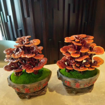 灵芝盆景福建基地灵芝大量现货供应批发