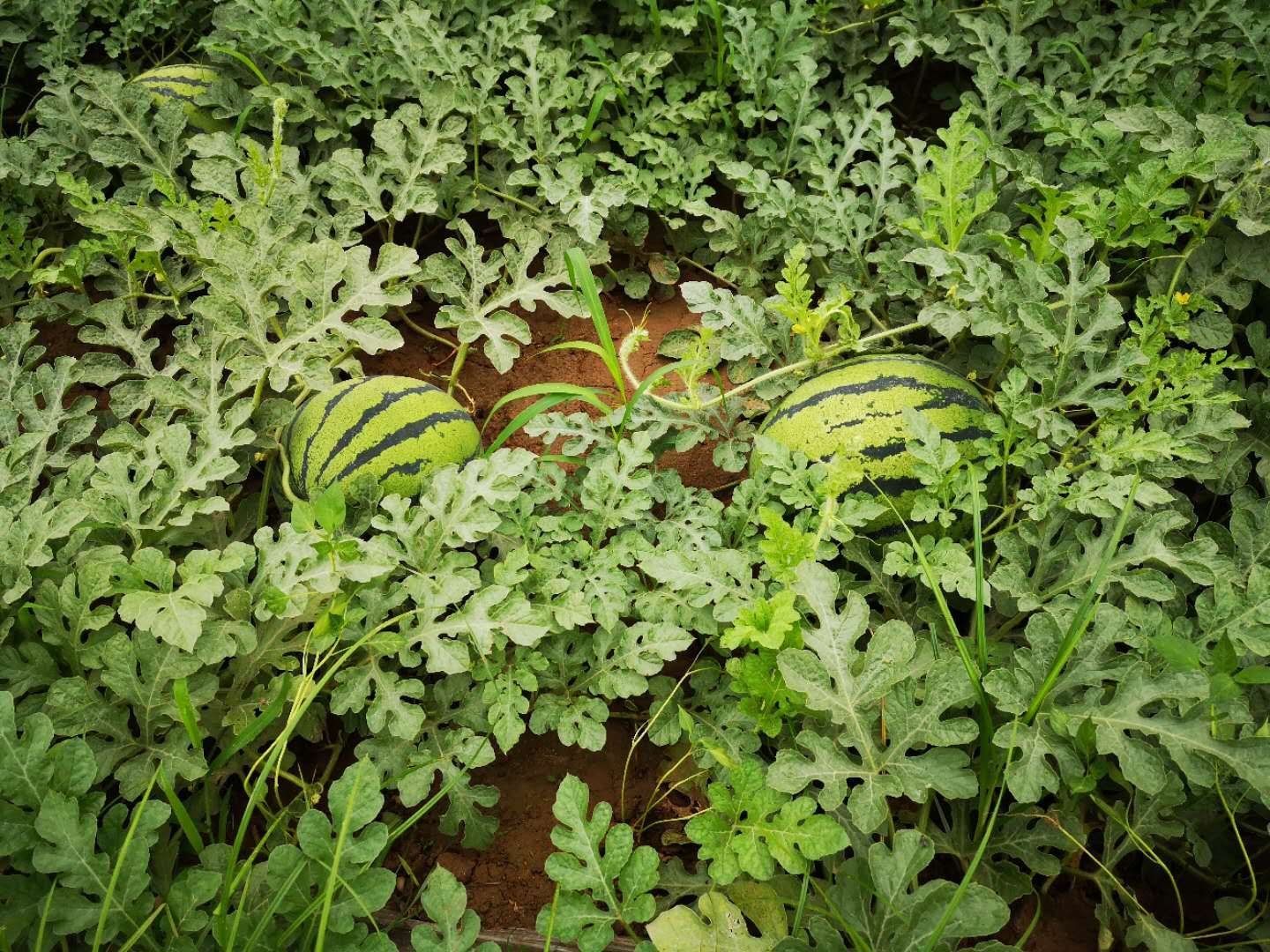 京欣西瓜整体外观特写