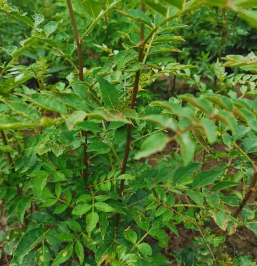 花椒树麻椒欢迎订购