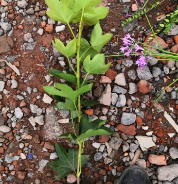 [熊掌木批發]熊掌木 八角金盤耐蔭植物價格0.95元/棵 - 一畝田