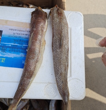 梭鱼棍也叫棍子鱼满满的全是肉有大量现货