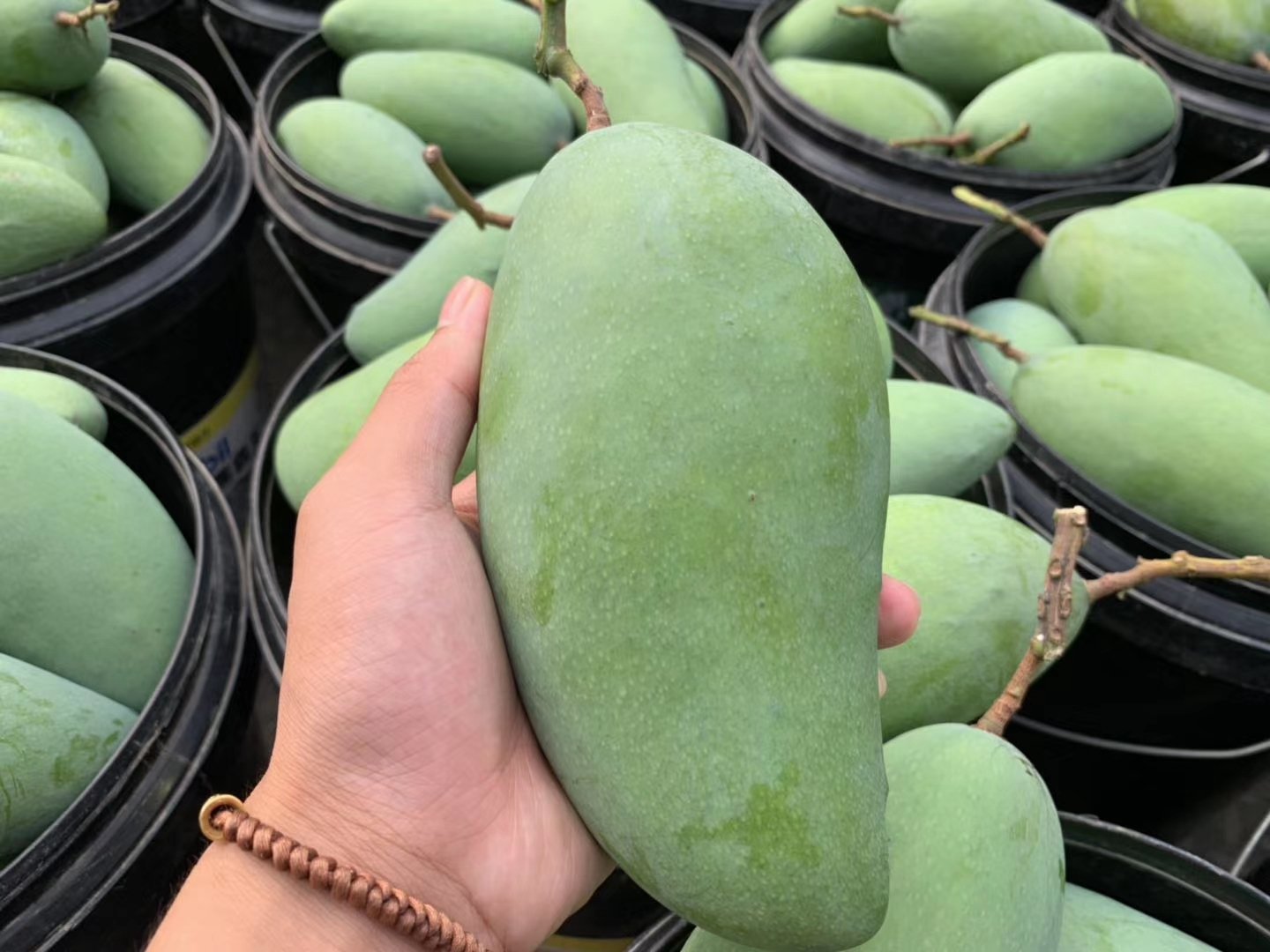垃圾桶中丢弃的腐烂大青芒与完整果实对比
