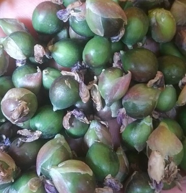 [批发]再力花种子,水生植物种子,河道种植价格15.00元/斤 - 一亩田