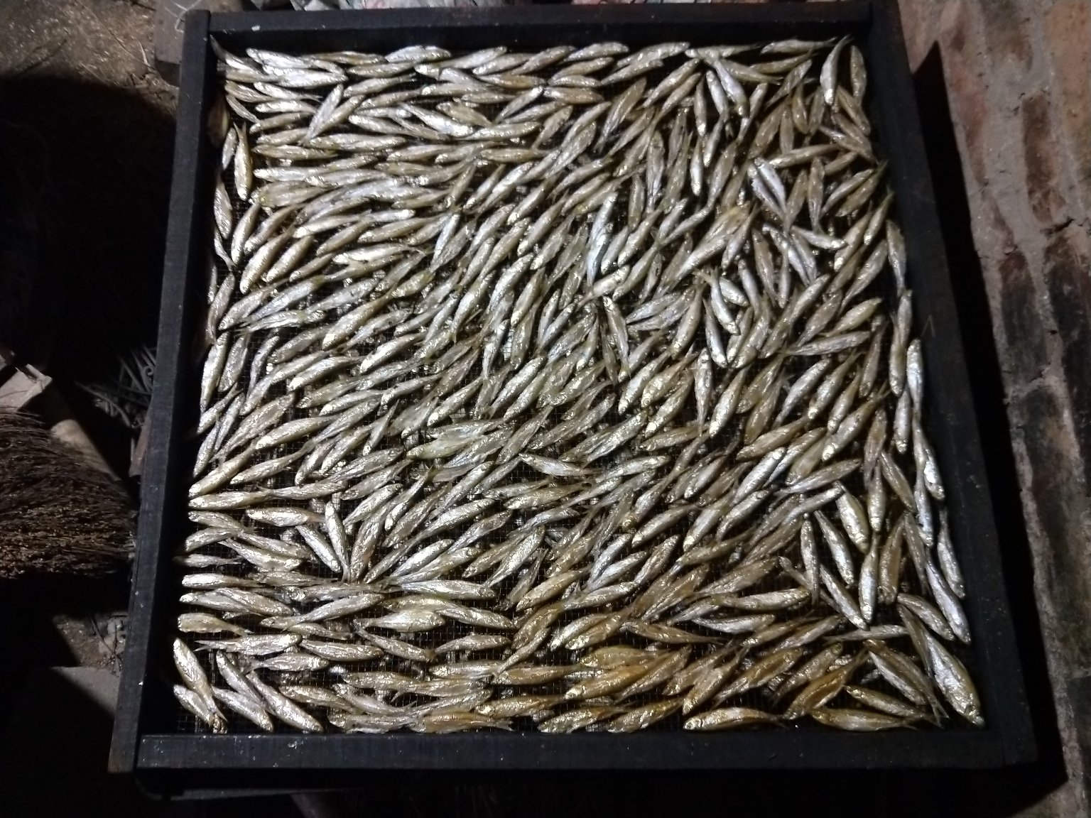 舟山渔民晾晒干鱿鱼场景