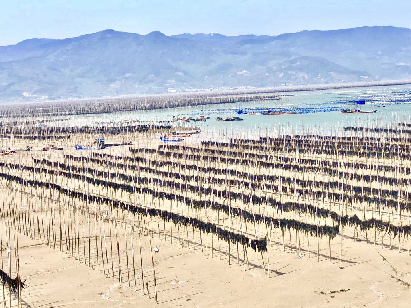秋冬季晾晒中的荣成海带干品特写：金褐色宽厚叶片整齐平铺于竹架上，表面泛天然蜡质光泽，背景为山东半岛海岸线晨雾