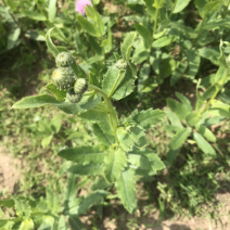 刺儿菜
