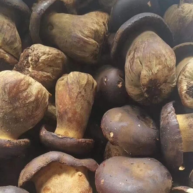 云南野生黑牛肝菌(干品)
