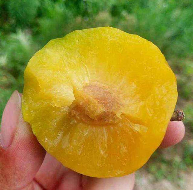 蜂糖李切面特写