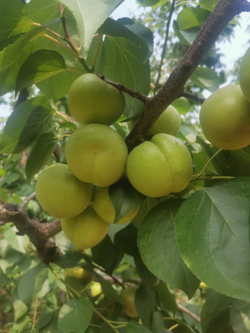 产地直供新鲜香白杏酸甜可口诚信经营,量大从优