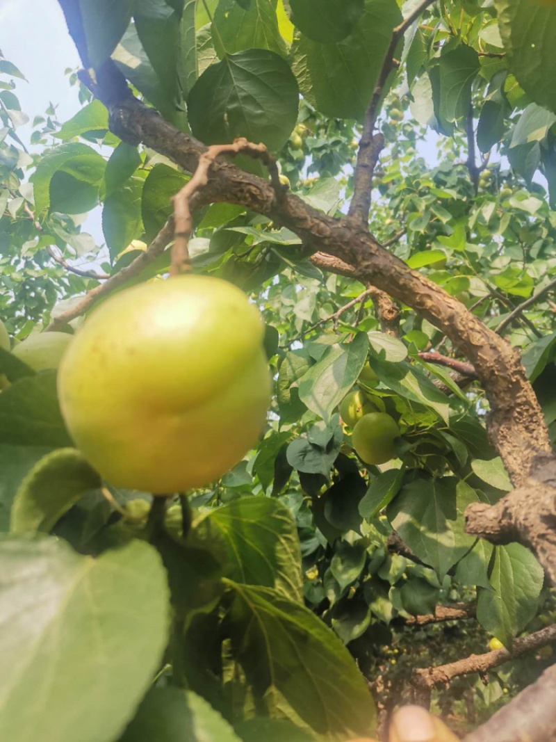 产地直供新鲜香白杏酸甜可口诚信经营,量大从优