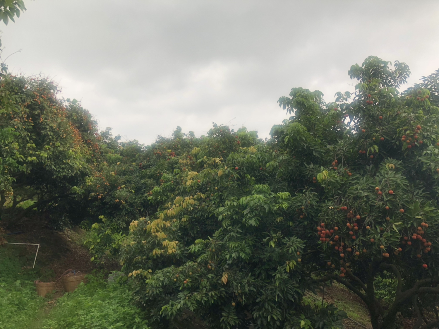 桂味荔枝成熟挂果实景图